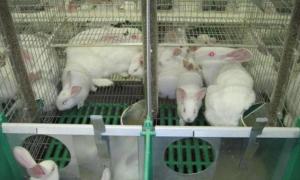 Rabbit farm as a business